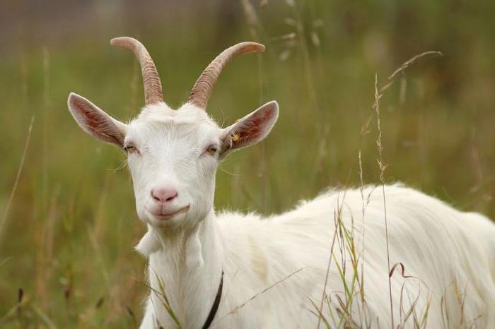 Porno mulk zorga bosh irgadi