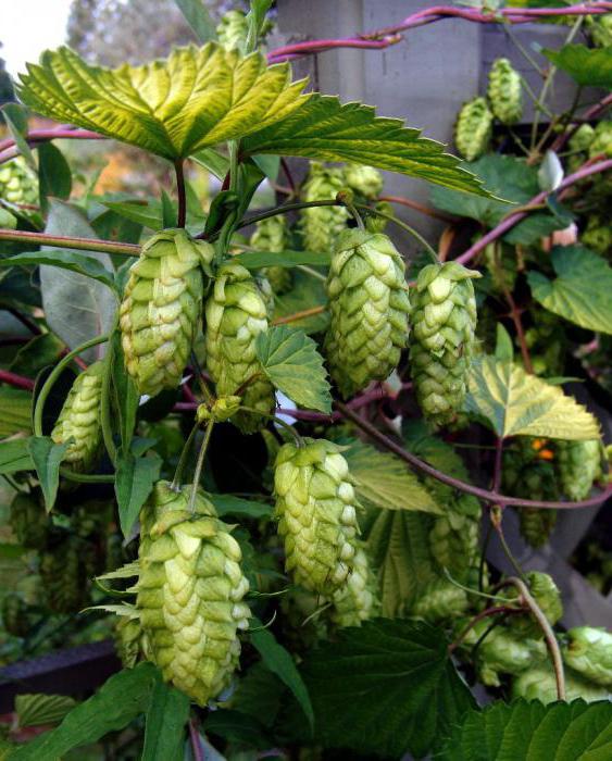 Артқы жағындағы куннилингус Бейшара порно үшін секс