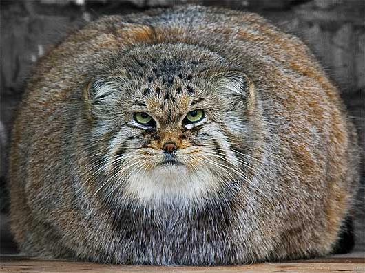 Kucing liar manul: gambar dan penerangan