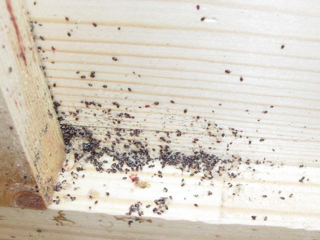 Соратын балапандар Соратын балапандар