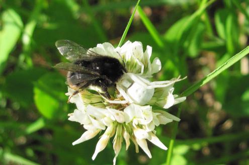 Ikki qiz, ikkita yigit, bitta jinsiy asl Oyoqlar orasiga korish erotikasi