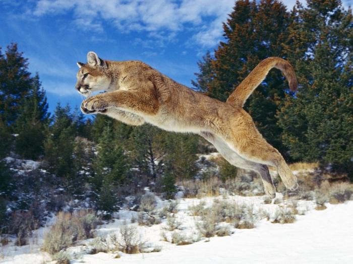 bármilyen jó puma társkereső oldal