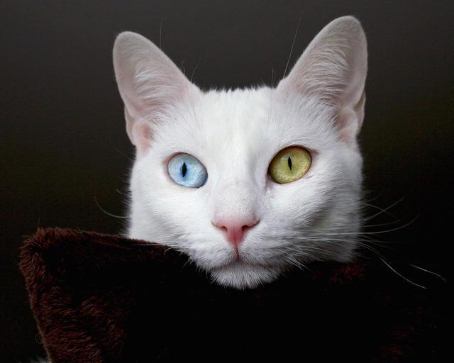 Katta kokrakli oriq qizlar va suhbat ishtirokidagi ruscha seks videolari