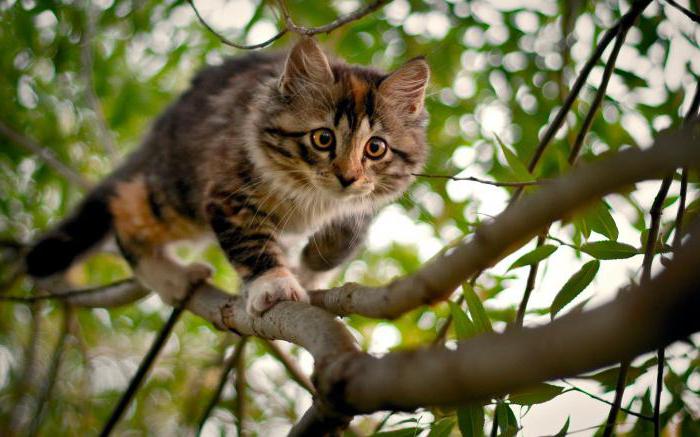 Sigir va buqa ortasidagi jinsiy aloqa