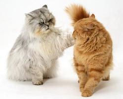 Yetuk porno fotosuratlar