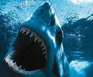 có bao nhiêu răng một con cá mập