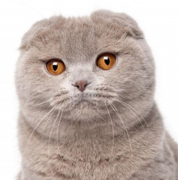 Yulduzlarning Xxx soxtalari