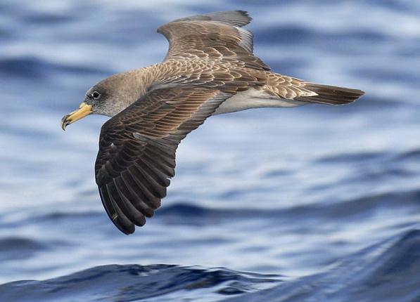 Puffin Cuaca Dan Simbol Burung Laut