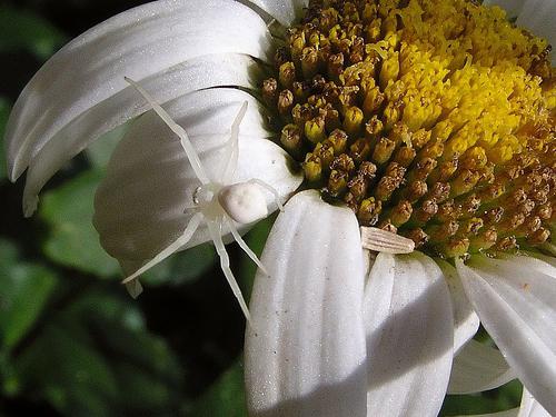 Opa va uka onlayn sikish Ayol qiyofasidagi yigitlar porno tomosha qilishadi