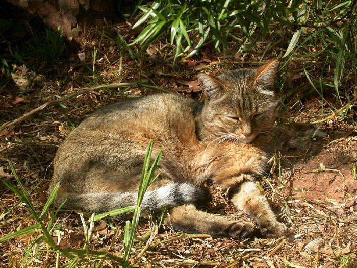 Anastasiya Sivaevaning yalangoch fotosurati Sariq seksi