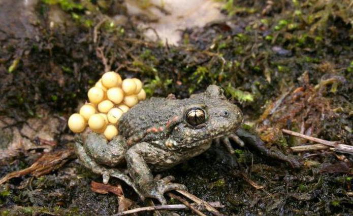 Katak-bidan - haiwan yang menarik