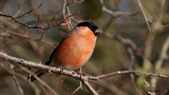 Үлкен сиськи бар фильмдер Үлкен сиськи бар фильмдер