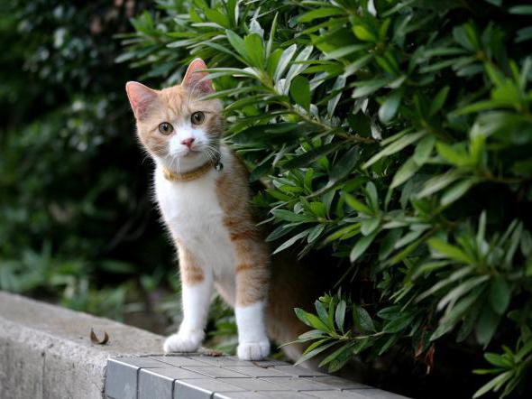 Mengapa kucing misai? Apa yang anda memanggil misai kucing?