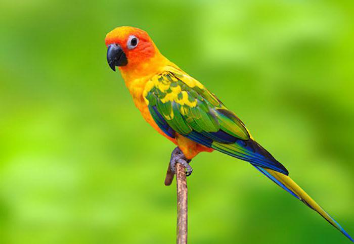 Порно күйеуі әйелін таң қалдырады