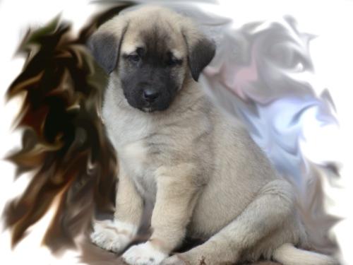 Kangal Anjing Dengan Perangai