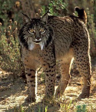 Көркем фильмдердегі порно видео көріністер