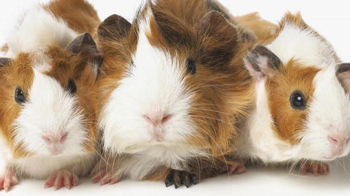 Брат трахает әпке, ал ешкім үй порно