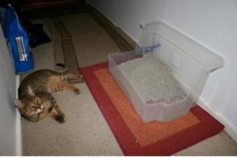 Bagaimana Untuk Memberhentikan Penyusuan Kucing Najis Di Tempat