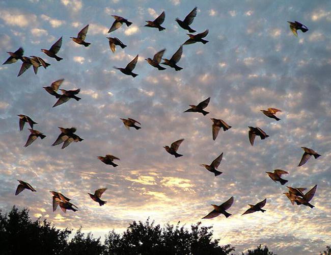 Burung Band Tengah Huraian Senarai Hutan Dan Bandar Burung