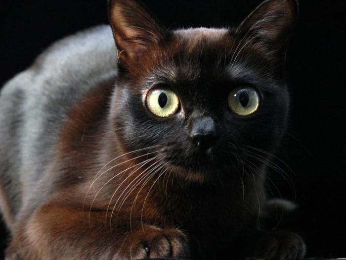 Tukli eski fohishalar