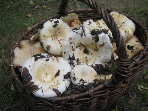 Agaric Cendawan Putih Penerangan Ciri Ciri Dan Ciri Ciri Berguna