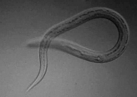 Giardia parazit kod pasa - The Giardia Parasite by Dr. Karen Becker férgek kultakaroja