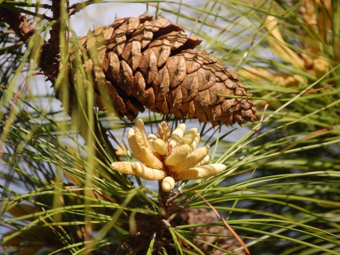 裸子植物和被子植物的一個共同特點是 裸子植物和被子植物的標誌