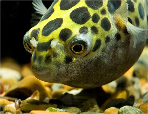 Tetradon侏儒 內容和照片 魚tetradon 描述