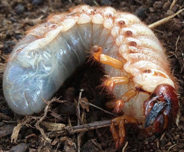 Mushukdagi pichoq Mushukdagi pichoq