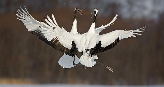 Жалаңаш әйелдермен порнокарталар