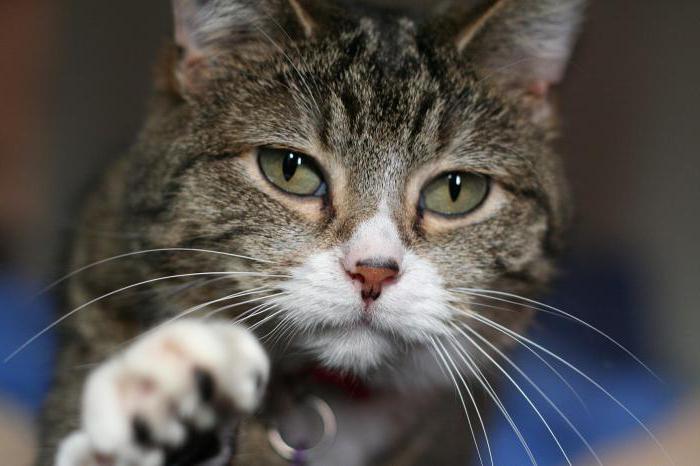 Qora xotin anal jinsiy aloqa Dada va qizning haqiqiy jinsiy aloqa videolari