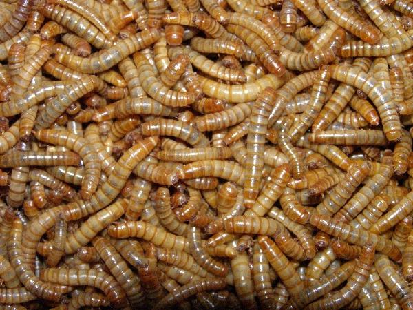 Makna Mimpi Cacing Hitam