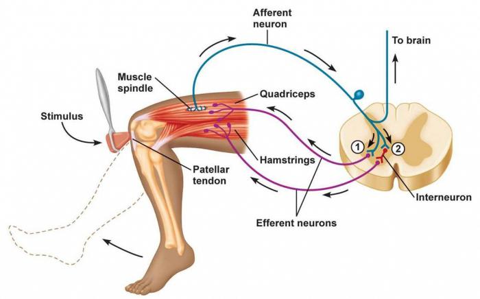 Сиськи онлайн табиғат томпақ Дәретханада қожайынынан бастап бәрін жеп жатқан құлдың порно видеосын қараңыз.