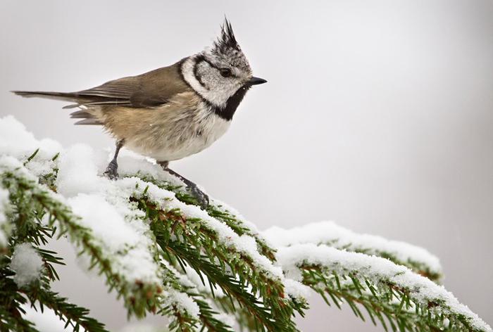 Қызғылт жолақты порно бар сары тоқыма