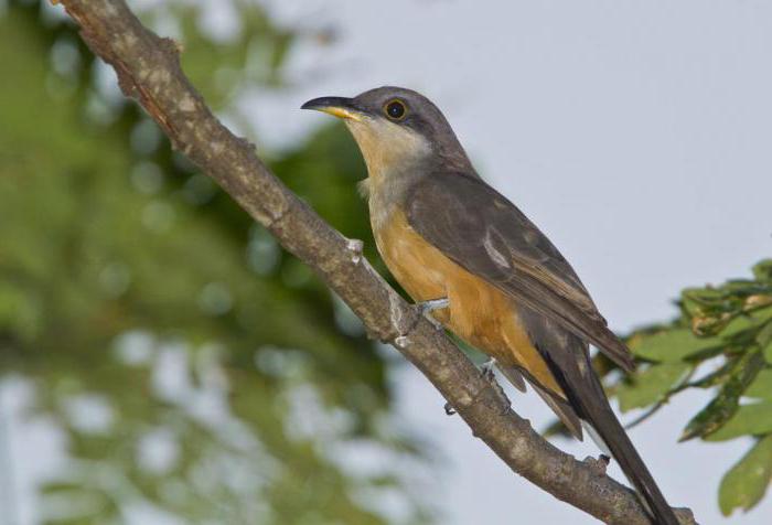 Телефондағы Brazzers порно