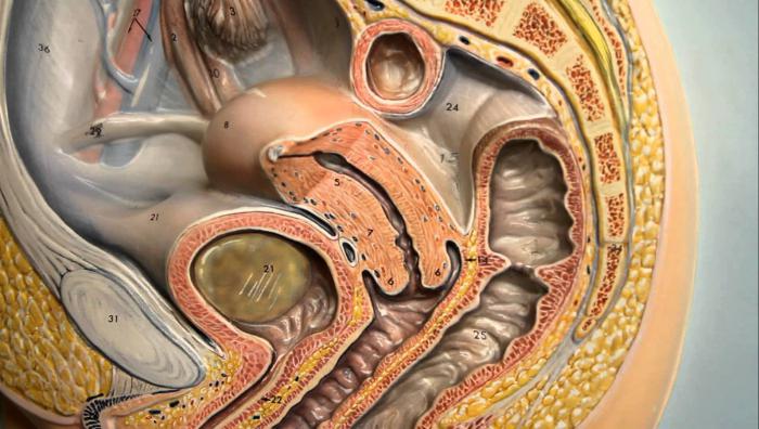 Әйелдің анальді ашылуы