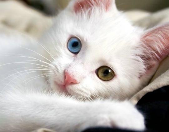 Yuliya Nova pornografik filmda rol oynadi.