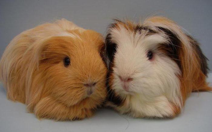 Үйдегі порно видео